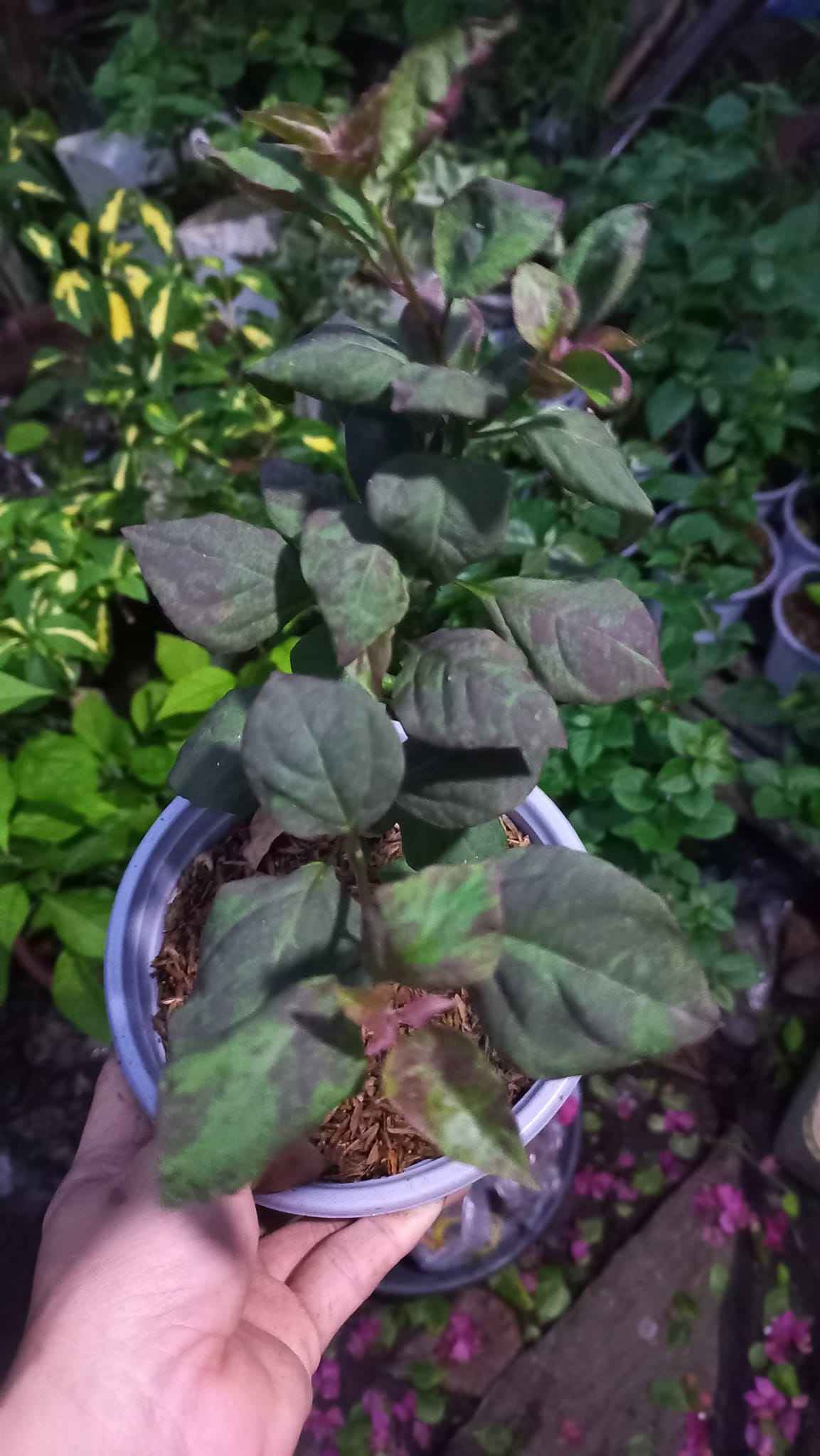 Black Maria Bougainvillea plant