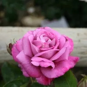 Hybrid Rose Grafted Plant (Yellow) - Naturemart.in