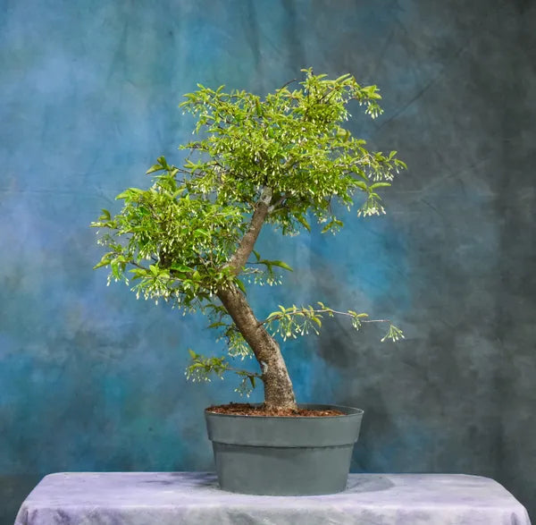 Water Jasmine Bonsai - Naturemart.in
