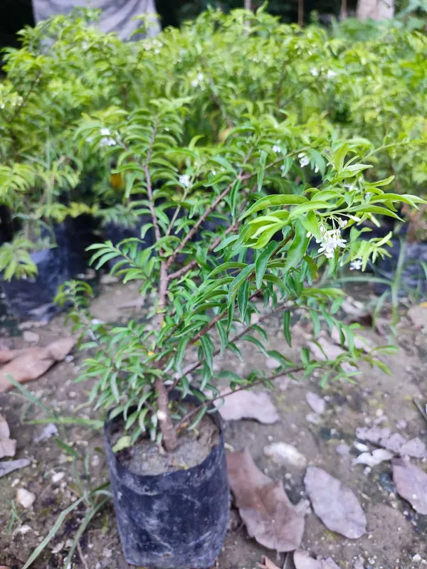 Water Jasmine Bonsai - Naturemart.in