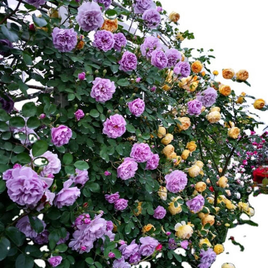 Jasmina | Climbing Rose Flower Plant - Naturemart.in