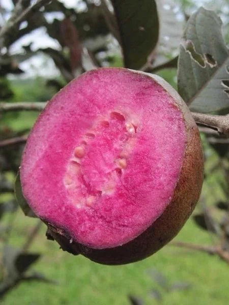 Out Side Red Guava Fruit Plant - Naturemart.in