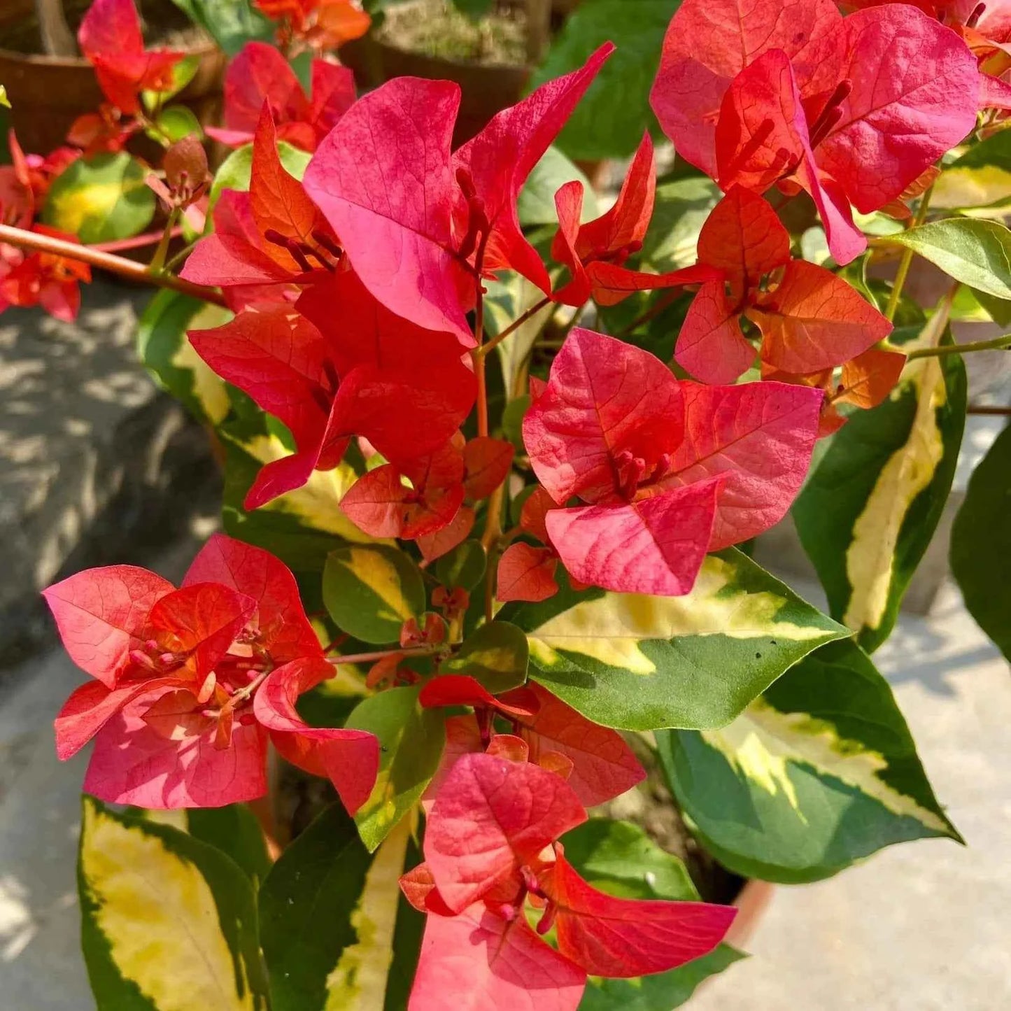 Flame Red Verigated Bougainvillea flower plant