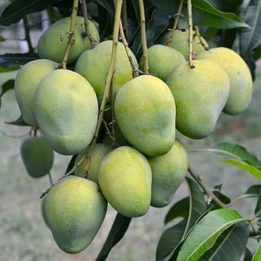 Gobindabhog Mango Fruit Plant (Grafted) - Naturemart.in