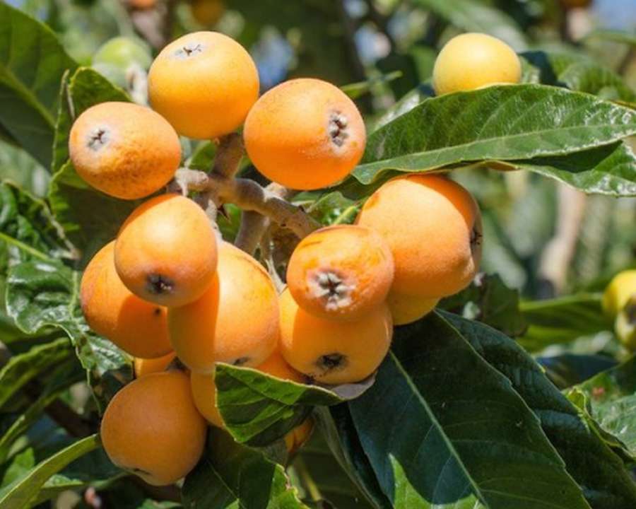 Hybrid Loquat Fruit Plant Grafted - Naturemart.in