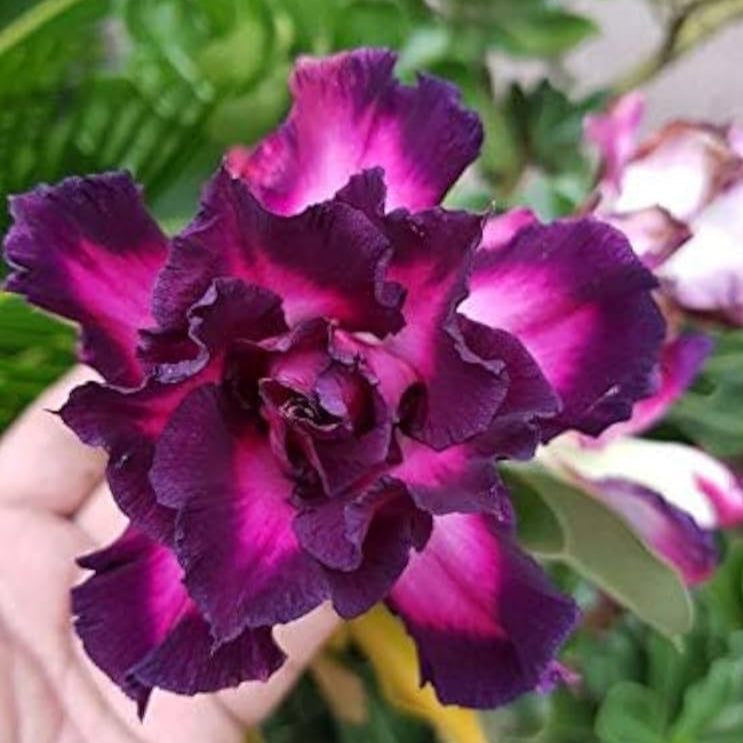 Rose Variety Adenum Flower Plant For Home Garden - Naturemart.in