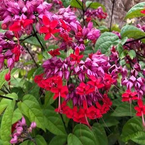 Bleeding Heart Vine Flower plant (Red) - Naturemart.in
