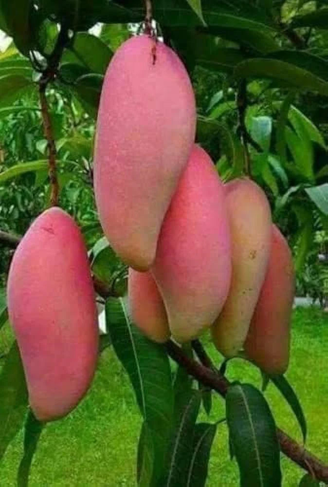 King Of Chakapat Mango Fruit Plant - Naturemart.in