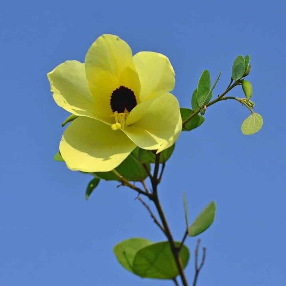 Bauhinia acuminata (Kanchan) Flower Plant- Yellow(Pack of 1)