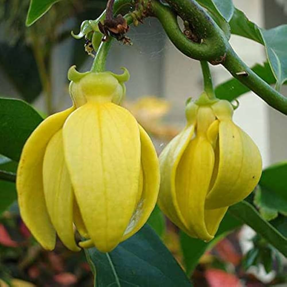 Hari Champa Flowers plants - Naturemart.in