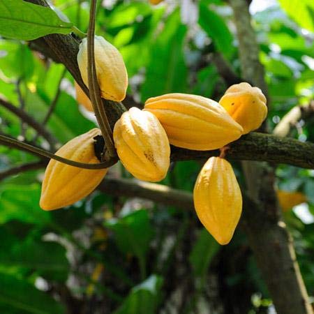Cocoa Fruit Plant For Gardening - Naturemart.in