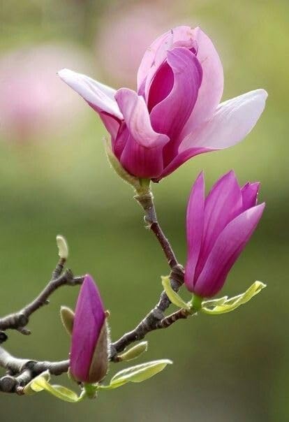 Champa Pink Colour Flower Plant - Naturemart.in