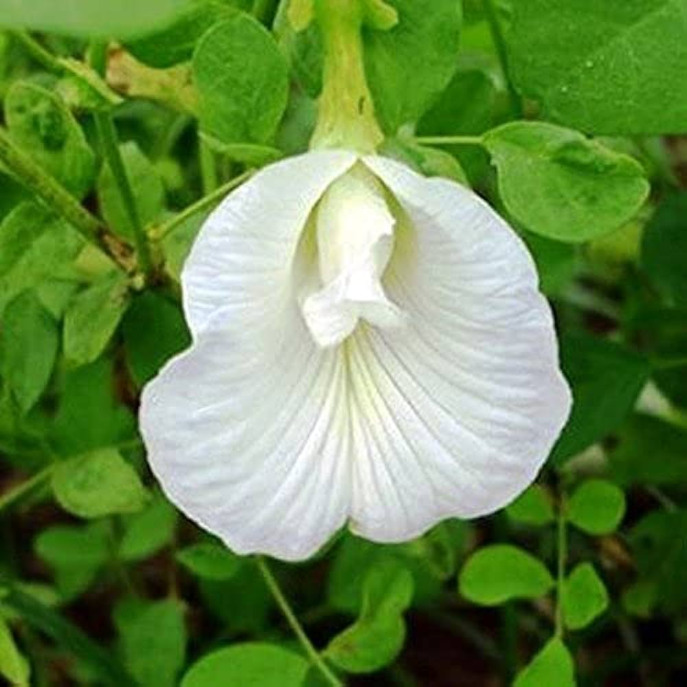 Aparajita Flowering Plant (white Colour) - Naturemart.in