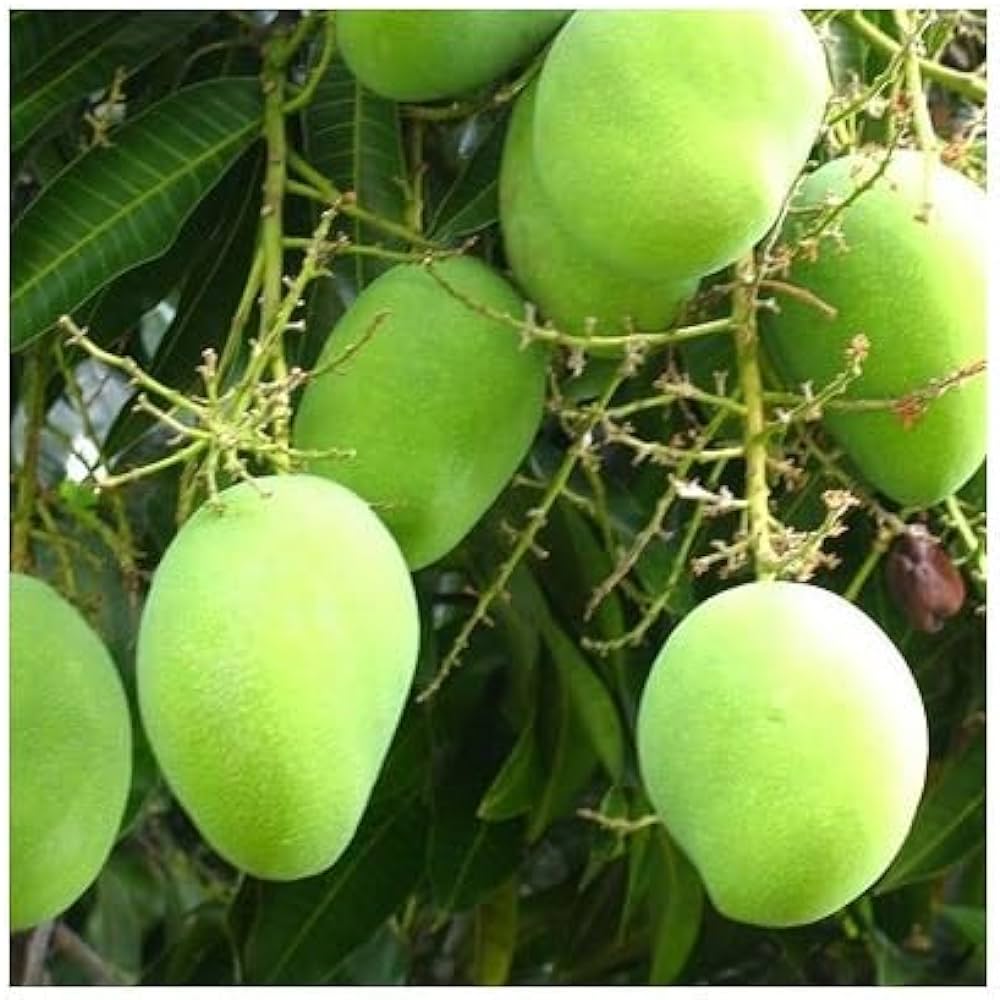 Hybrid Langra Mango Fruit Plant - Naturemart.in