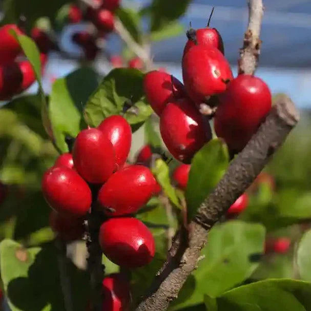 Miracle Fruit plants - Naturemart.in