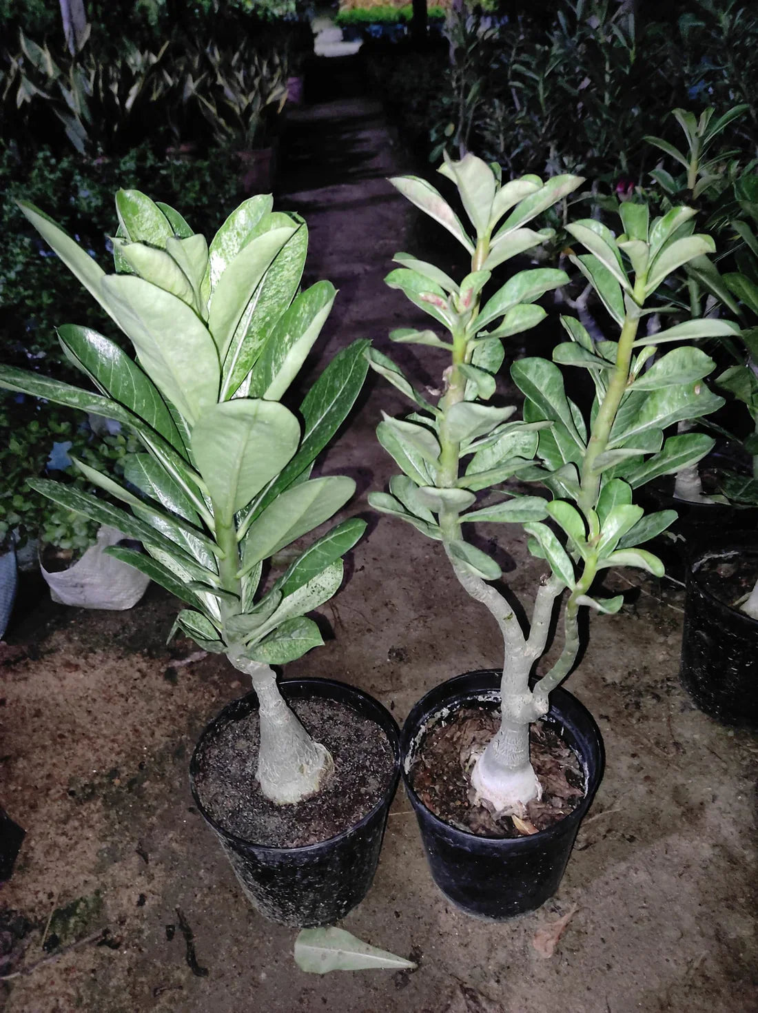 Grafted Rosy Verity Adenium Plant( White Colour ) - Naturemart.in