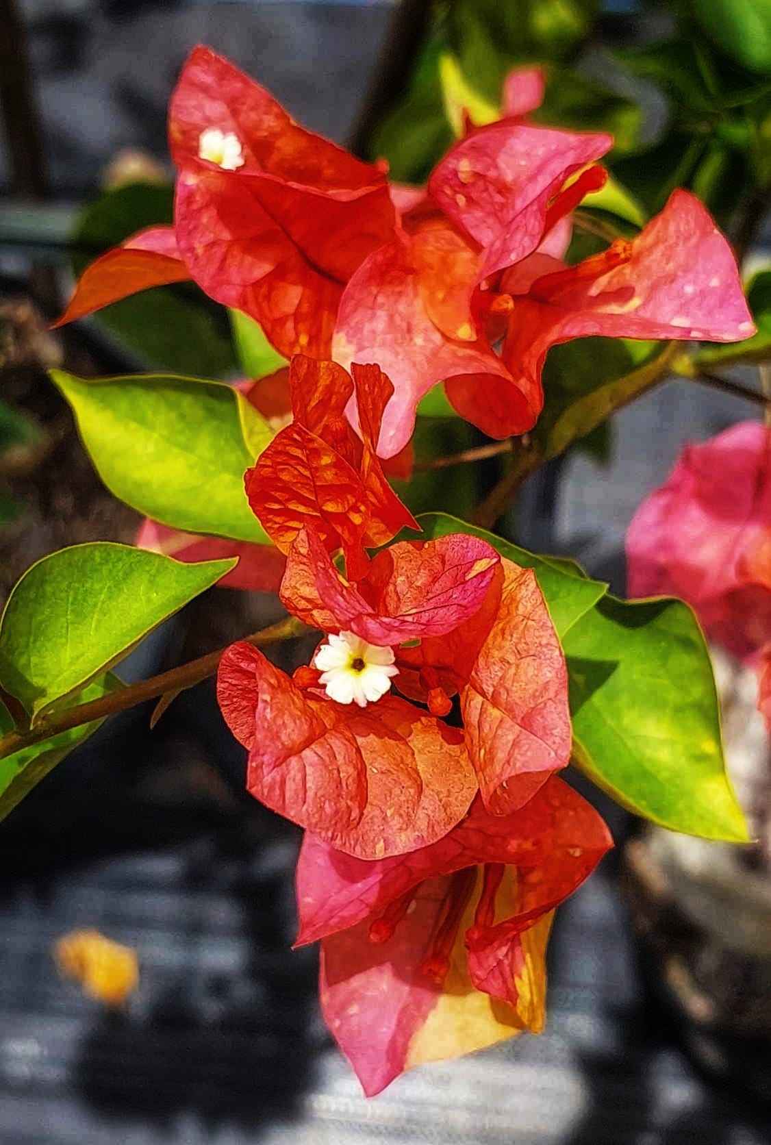 Moonlight Adarna Bougainvillea (new Rare variety)