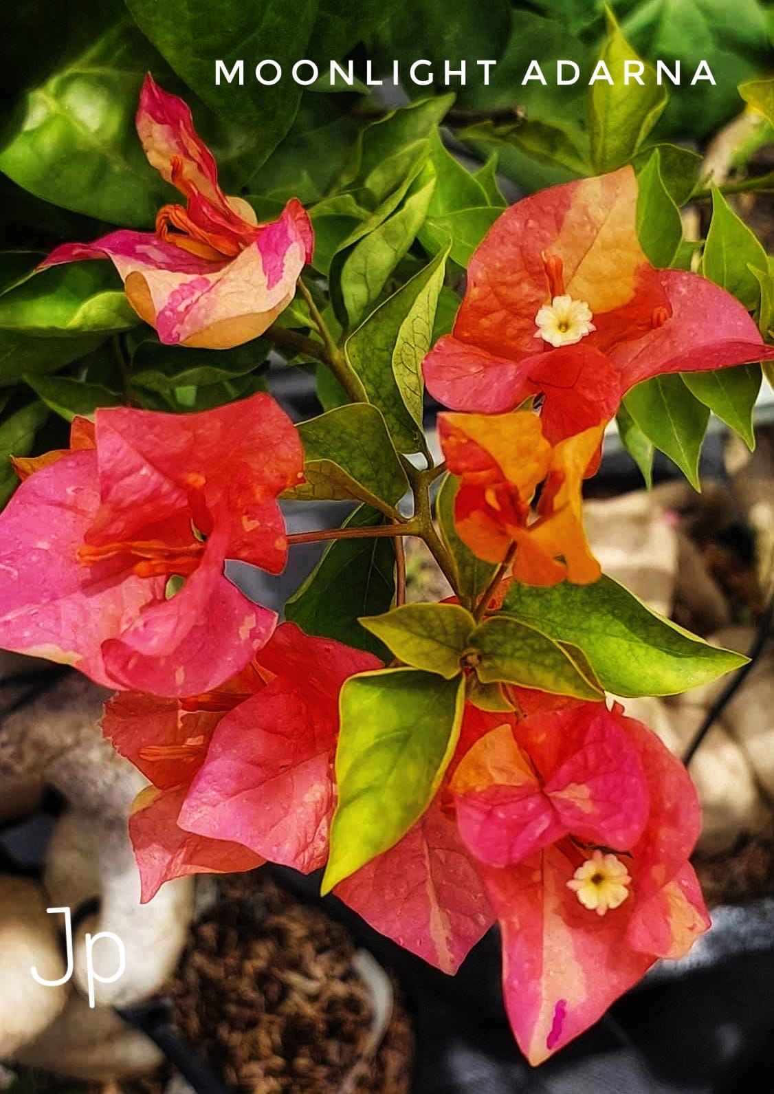 Moonlight Adarna Bougainvillea (new Rare variety)