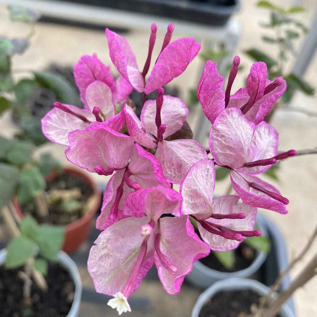 Black Maria Bougainvillea plant