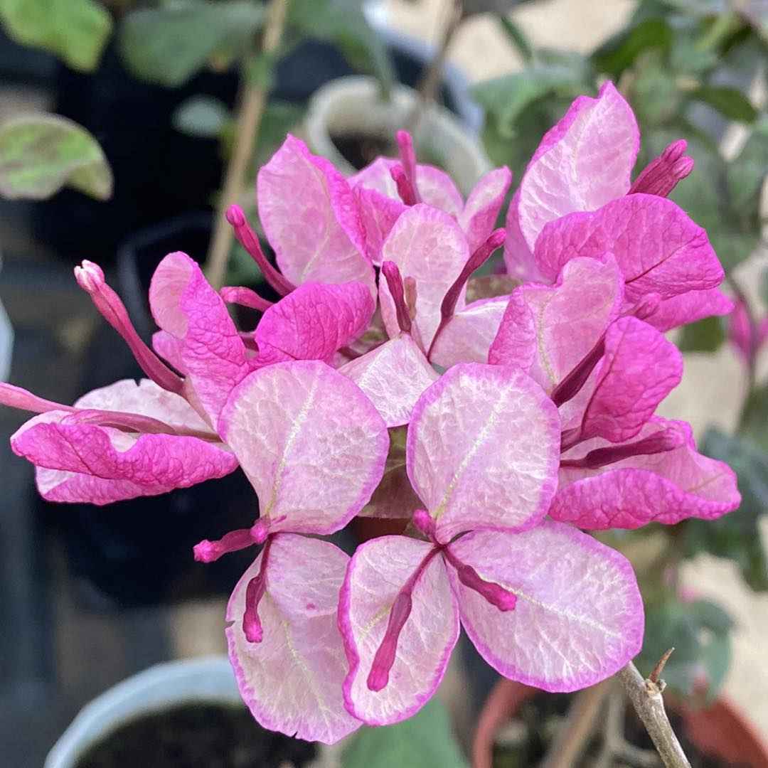 Black Maria Bougainvillea plant