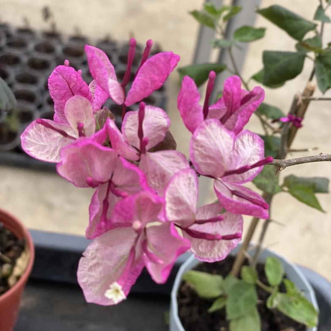 Black Maria Bougainvillea plant