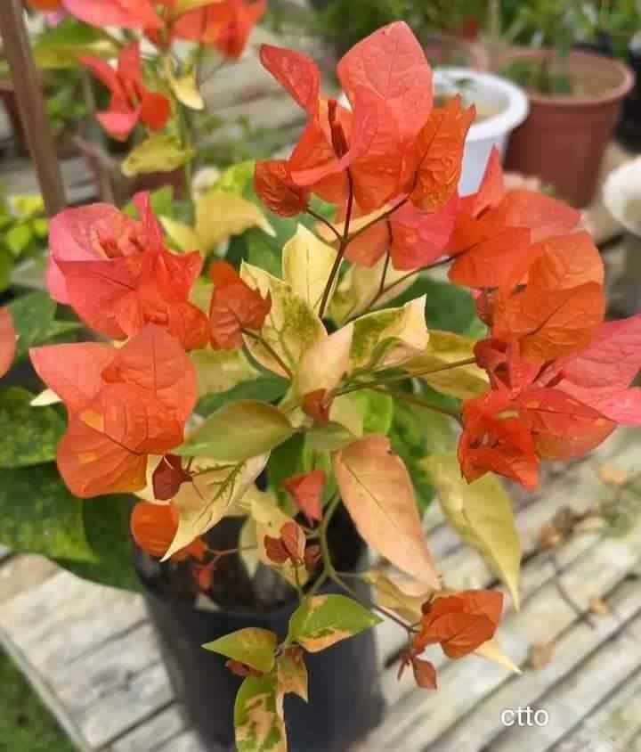 Moonlight Adarna Bougainvillea (new Rare variety)