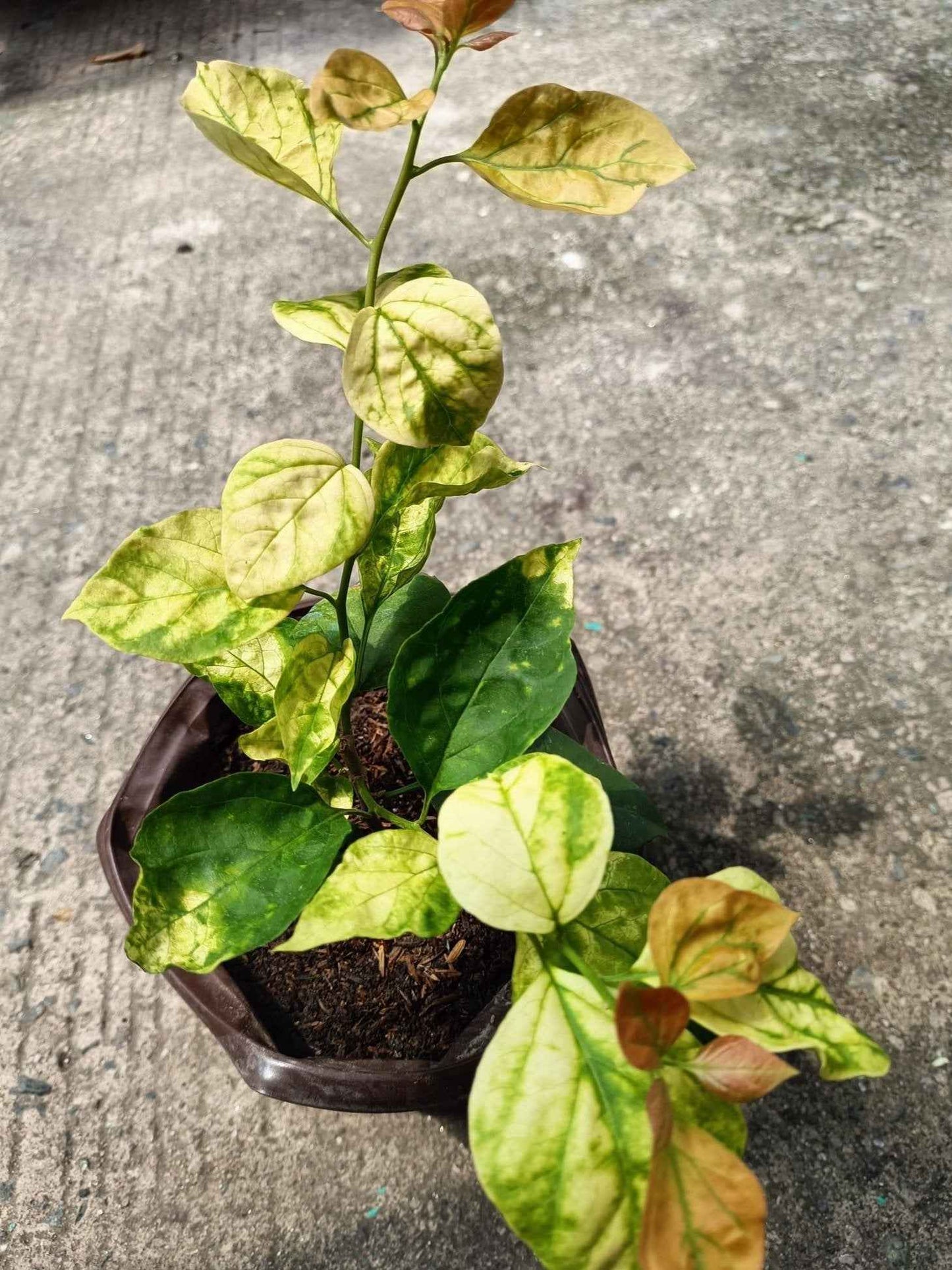 Moonlight Adarna Bougainvillea (new Rare variety)