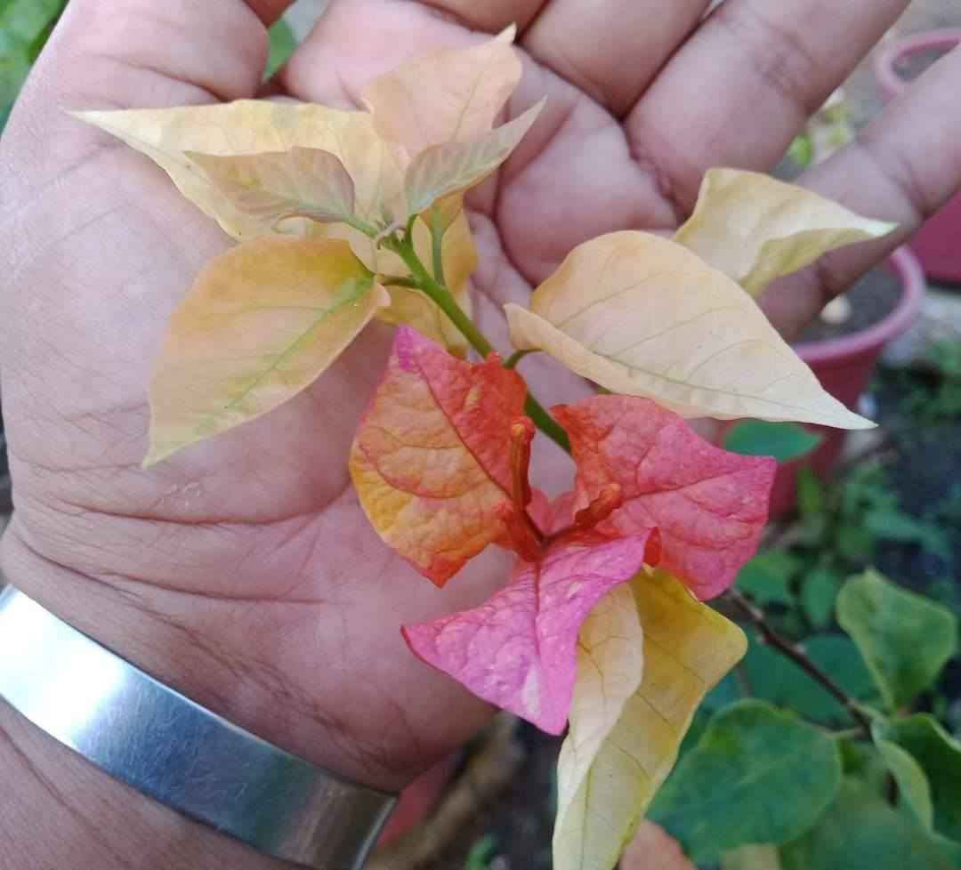 Moonlight Adarna Bougainvillea (new Rare variety)