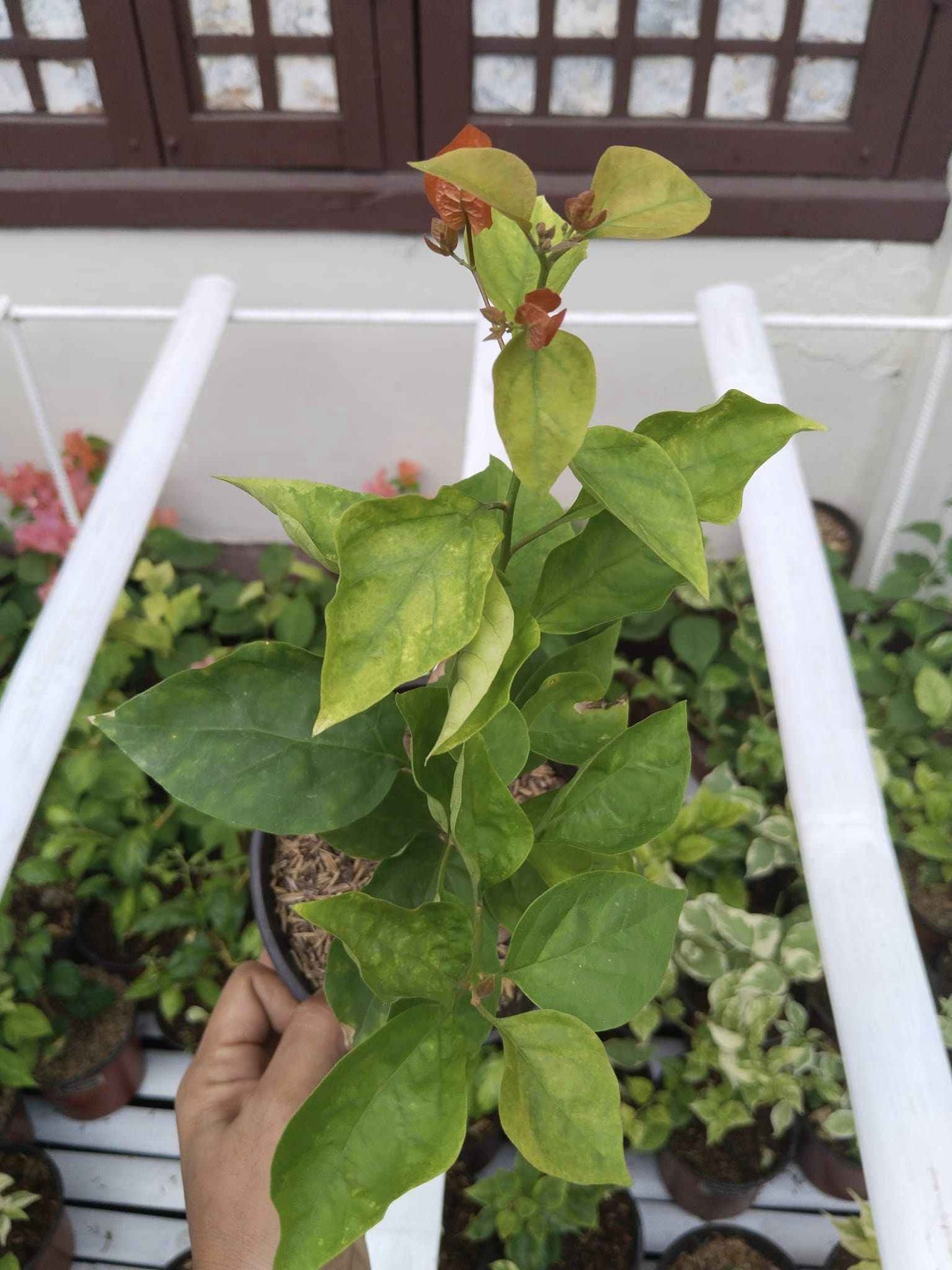 Moonlight Adarna Bougainvillea (new Rare variety)