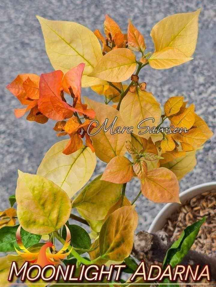 Moonlight Adarna Bougainvillea (new Rare variety)