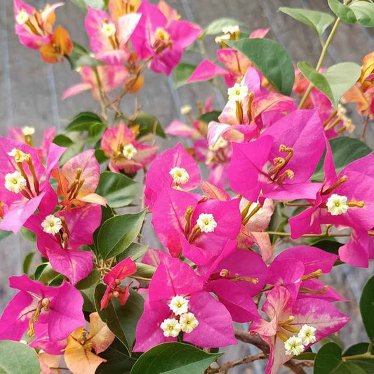 Eight Colour Bougainvillea flower plant