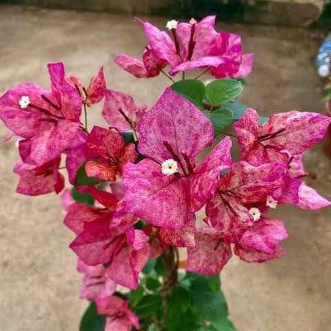Kristina Bougainvillea flower plant