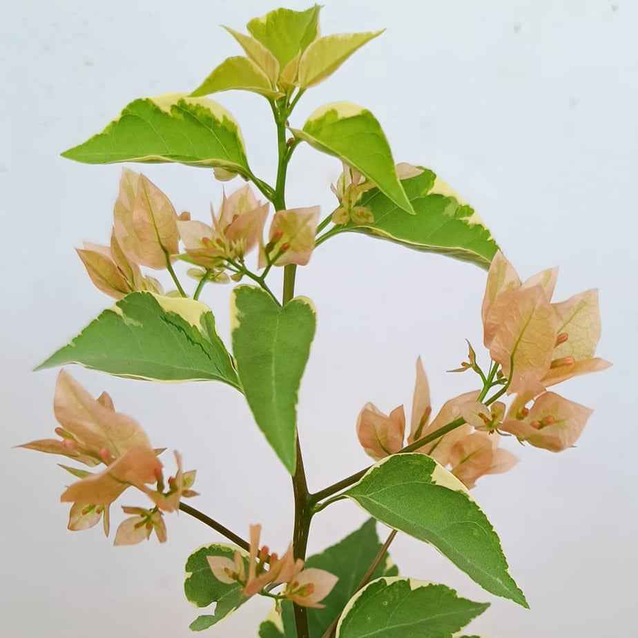 Emasperak Bougainvillea flower plant
