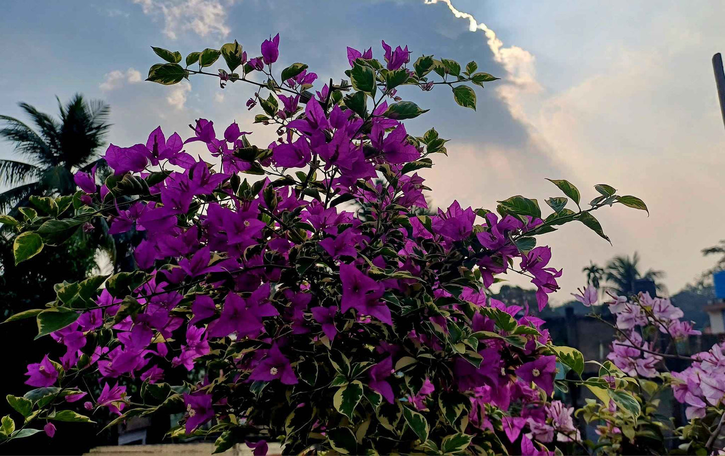 Blueberry Ice Bougainvillea flower plant