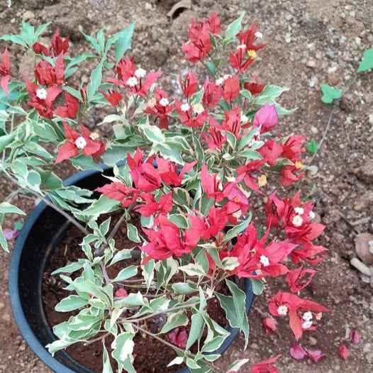 Flame Red Verigated Bougainvillea flower plant