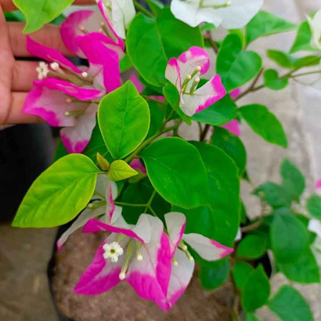Lipstick Bougainvillea flower plant