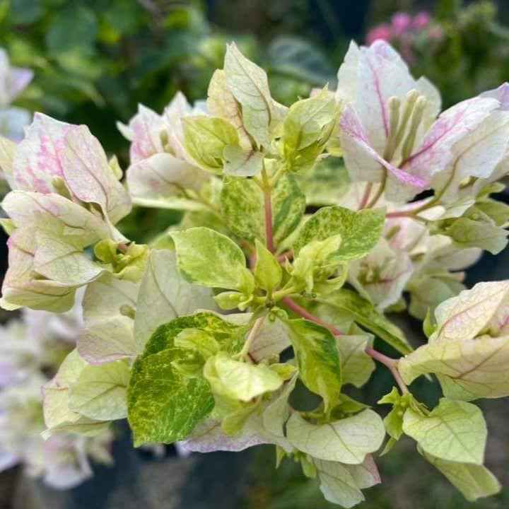 Sunstone White Bougainvillea flower plant