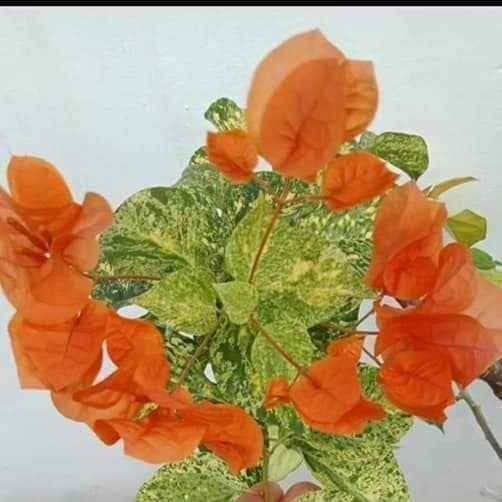 Daimond Orange Bougainvillea flower plant