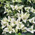 Balaka Bougainvillea flower plant