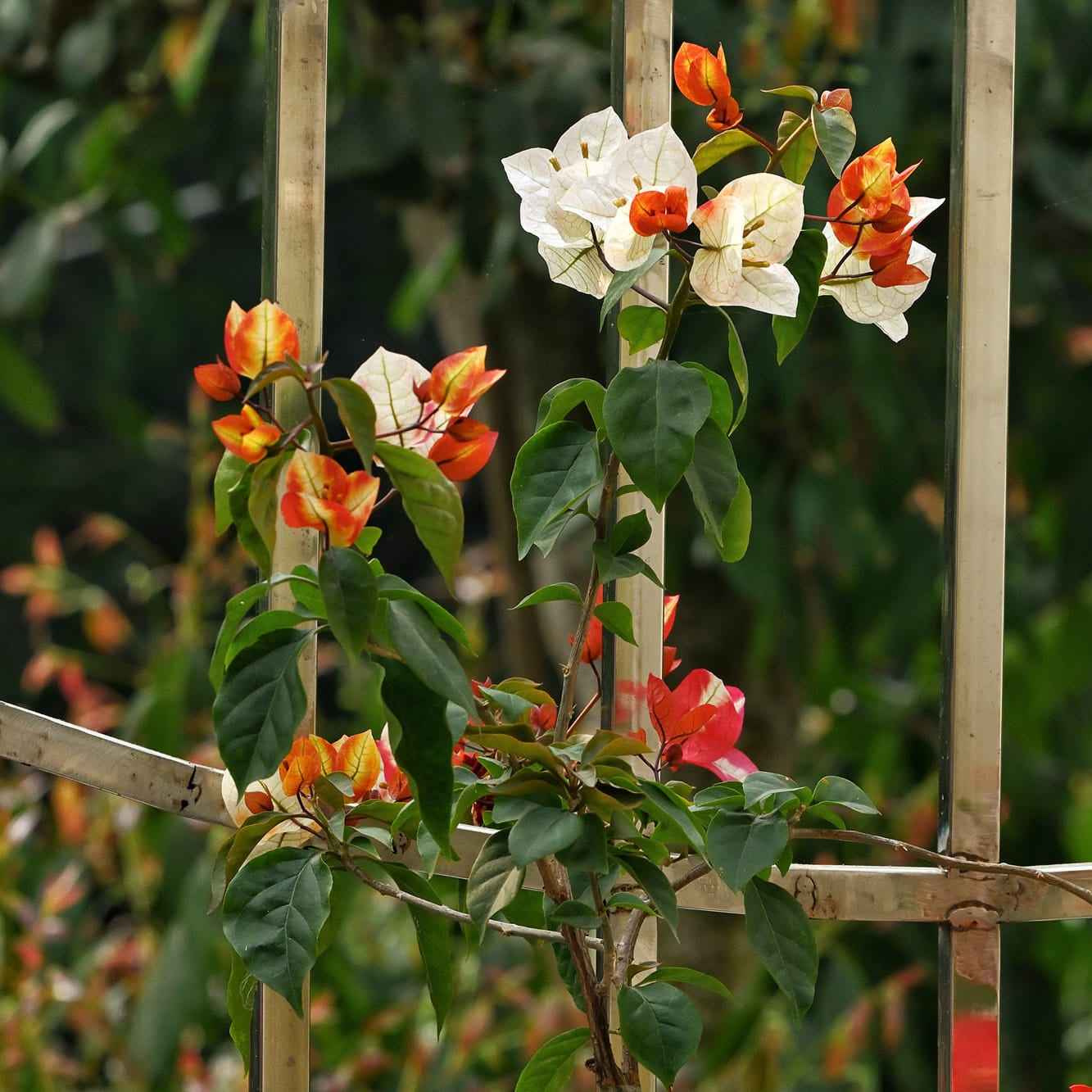 7 Star Bougainvillea flower plant