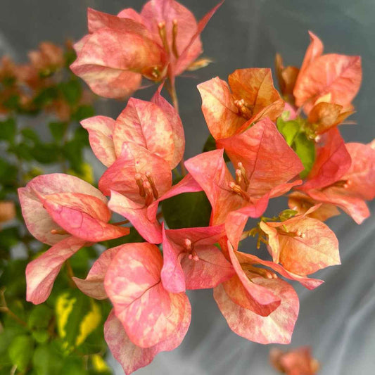Orange September Bougainvillea flower plant