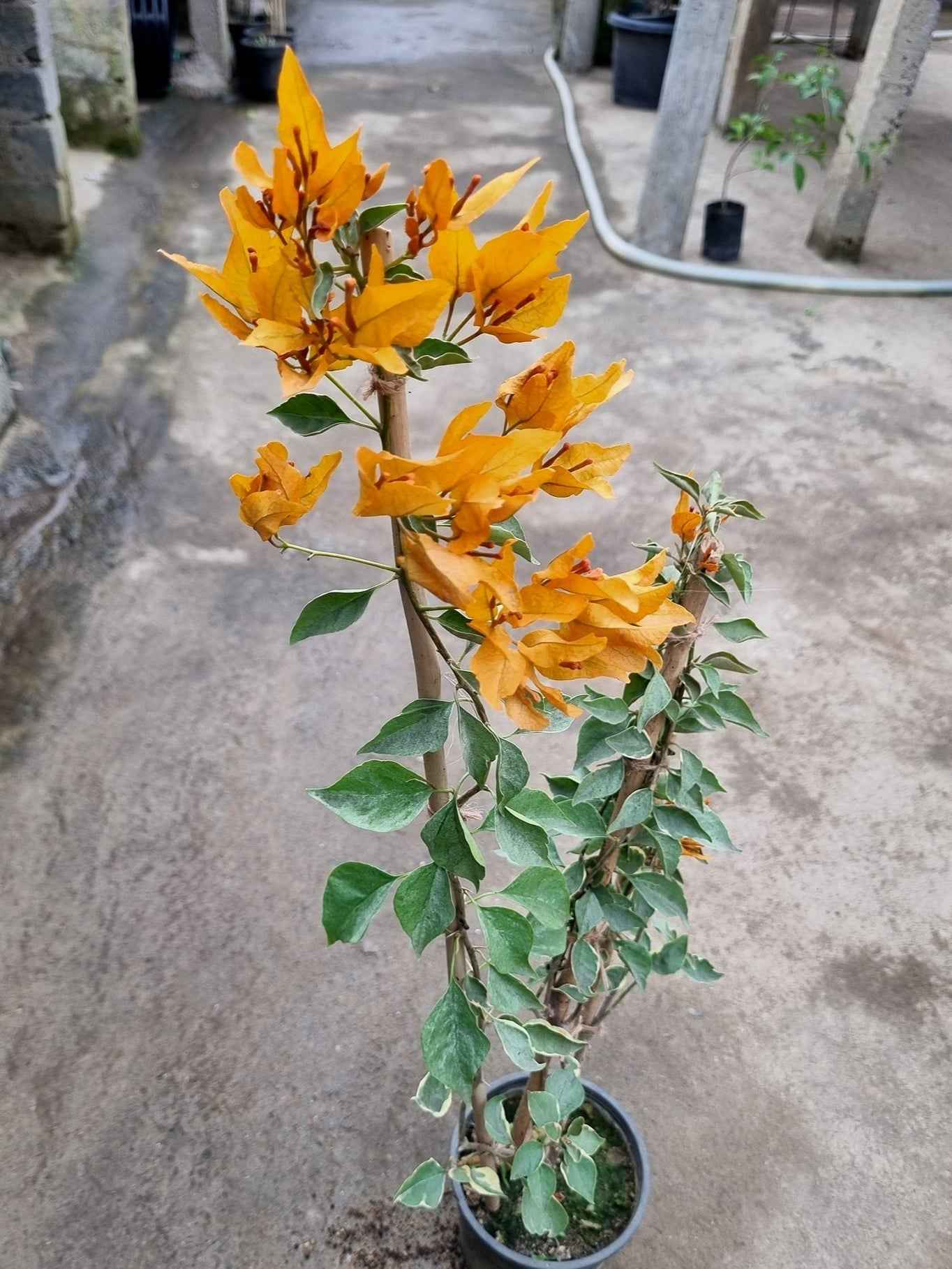 Buterfly Yellow Bougainvillea flower plant