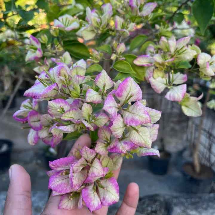 Geisha Bougainvillea flower plant
