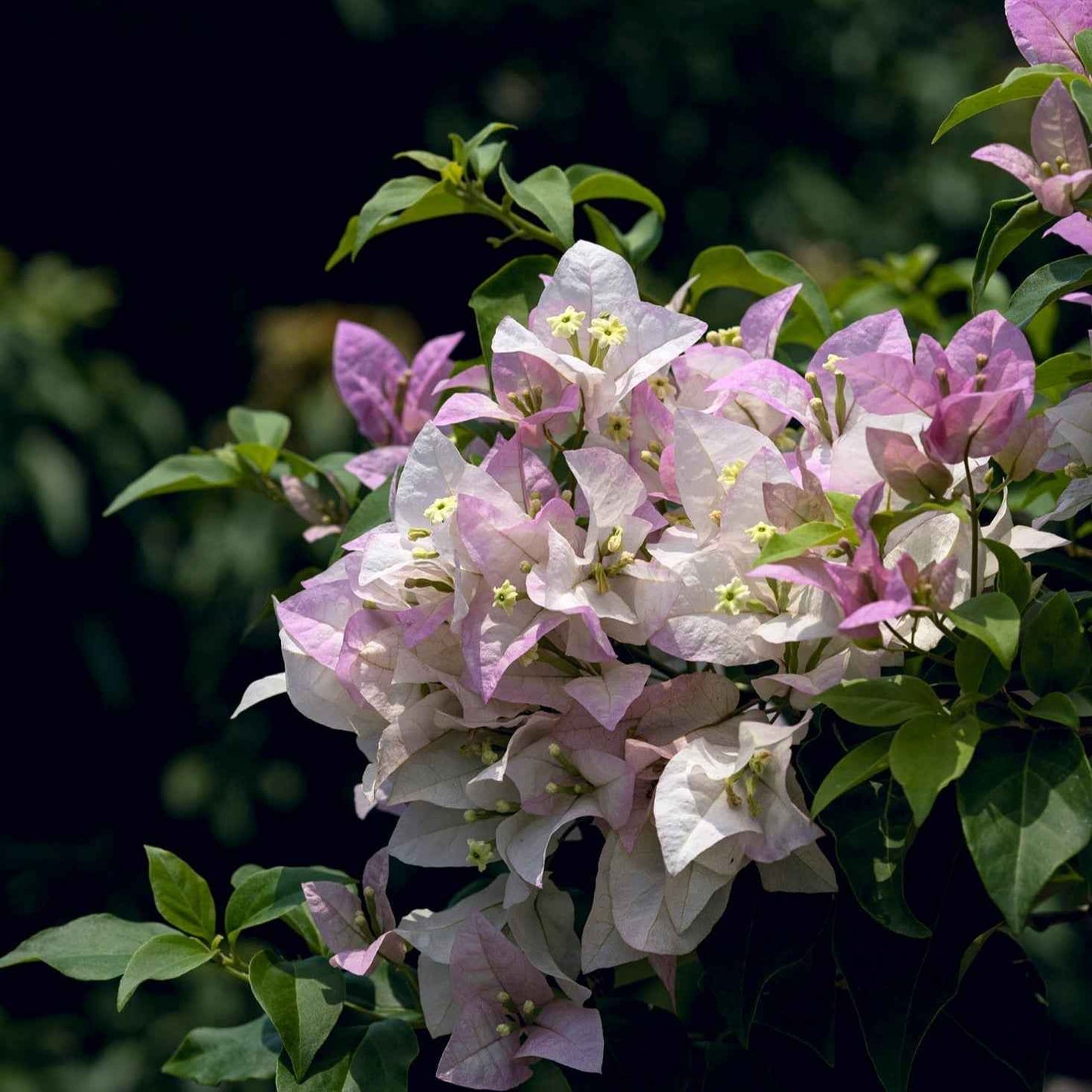 Begum Sikander Bougainvillea flower plant