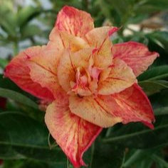 Rose Variety Adenum Flower Plant For Home Garden - Naturemart.in
