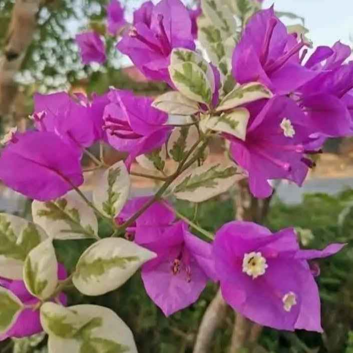 SSB Purple Bougainvillea flower plant