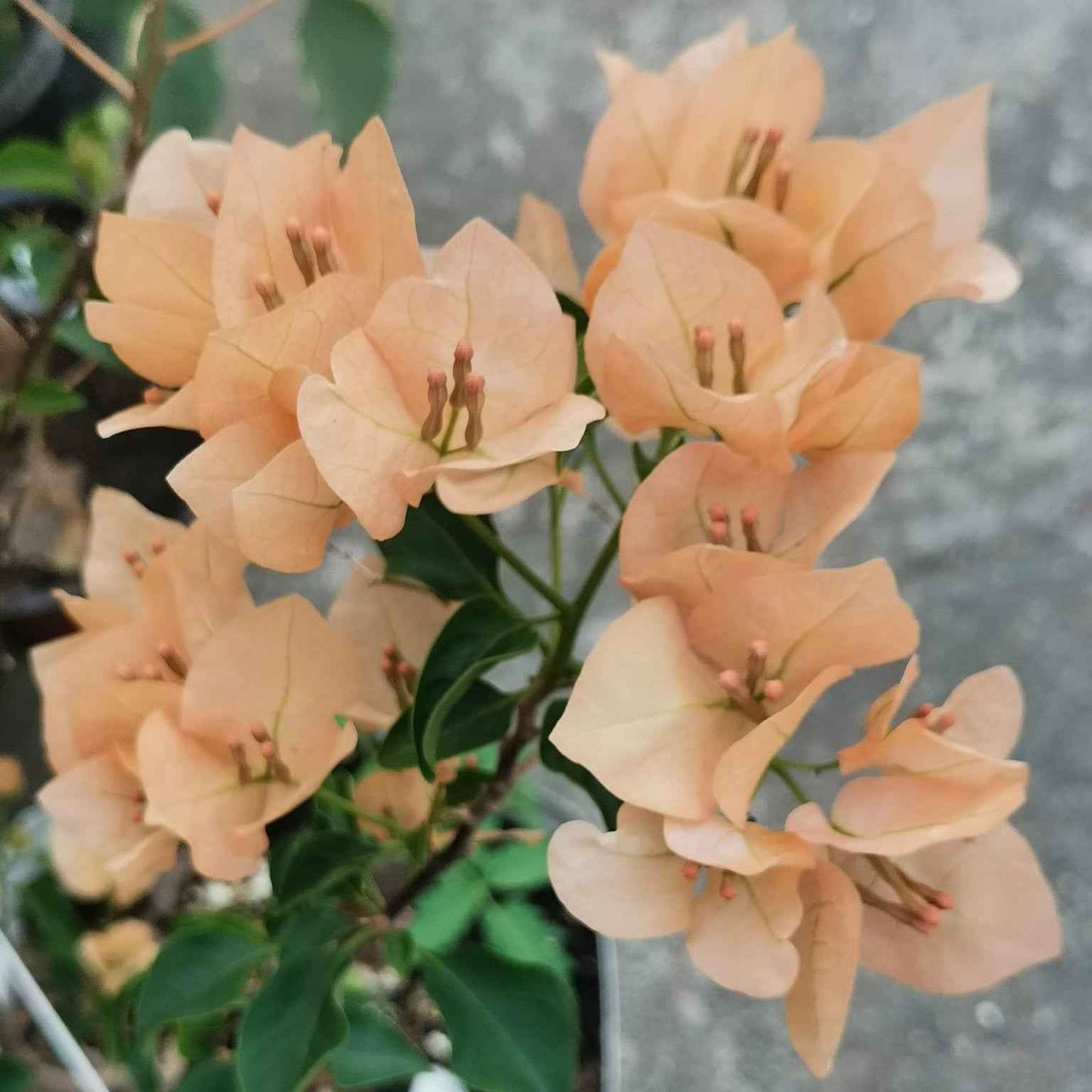 Monalisa Peach Bougainvillea flower plant
