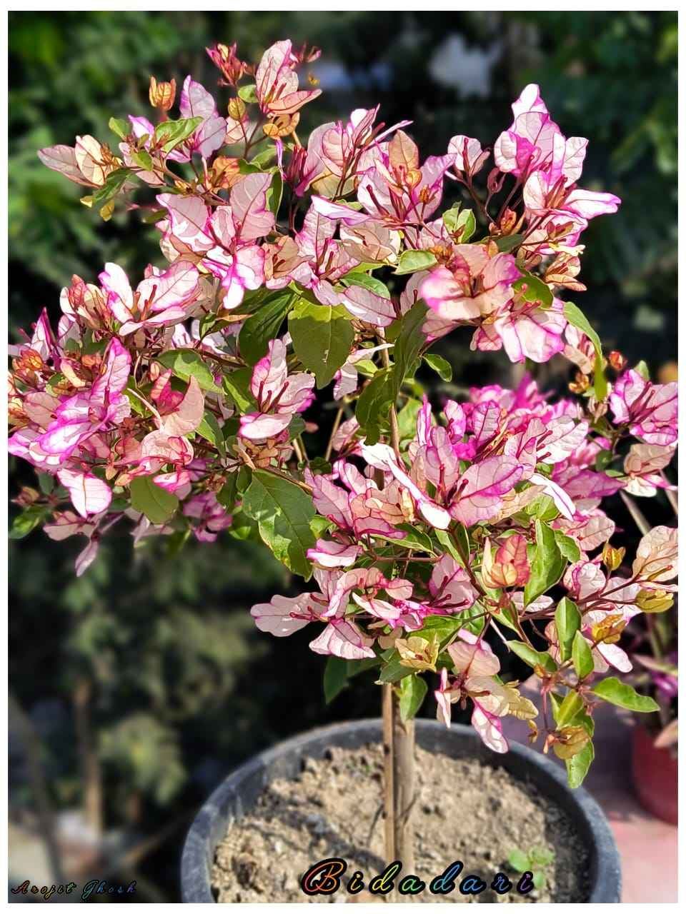 Bidadari Bougainvillea Flower Plant