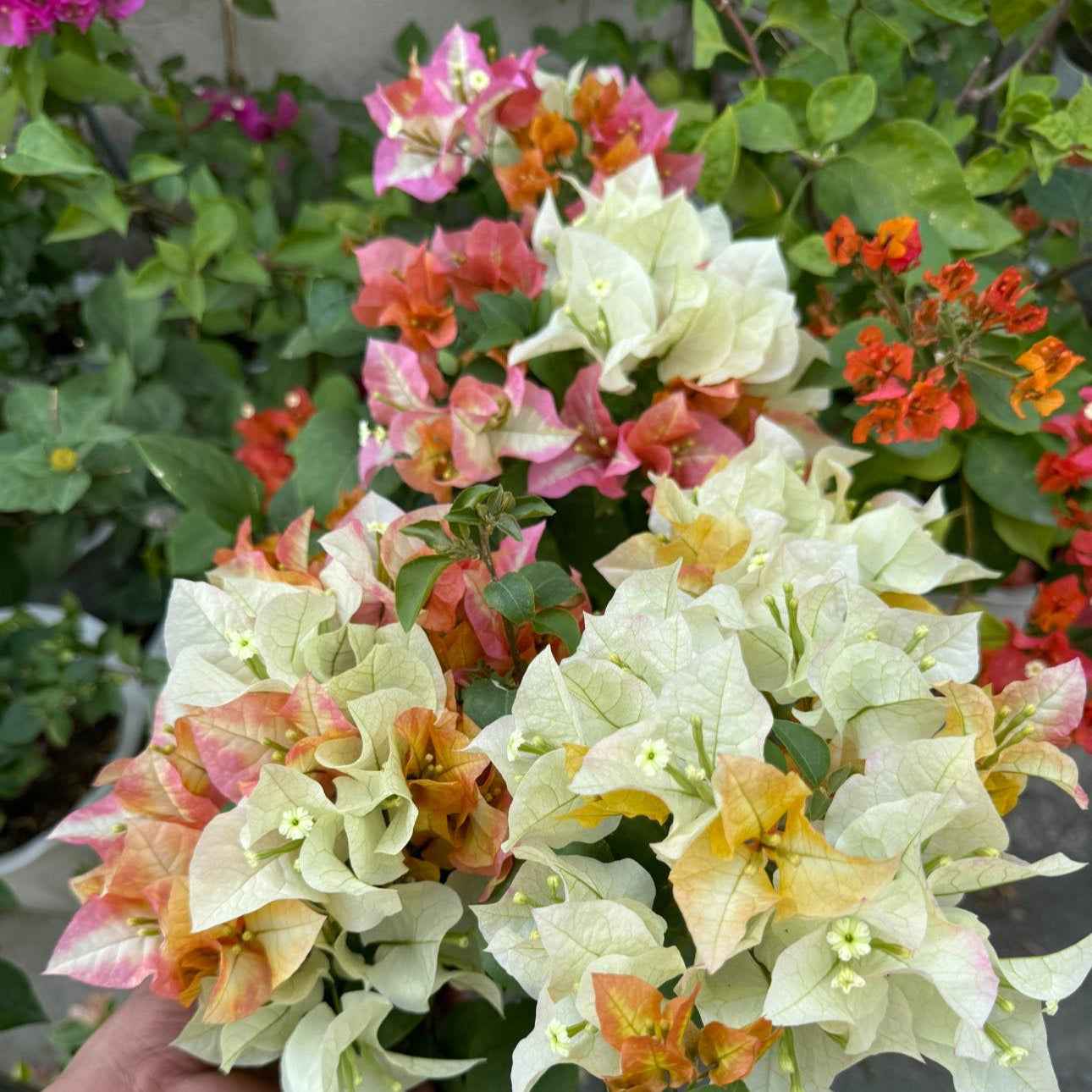 Chitra Gold Bougainvillea flower plant