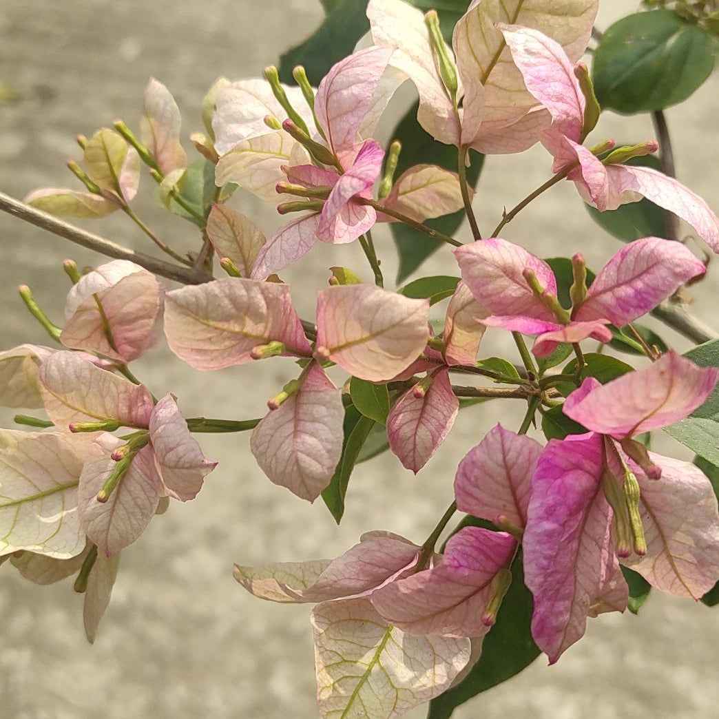 Geisha Bougainvillea flower plant